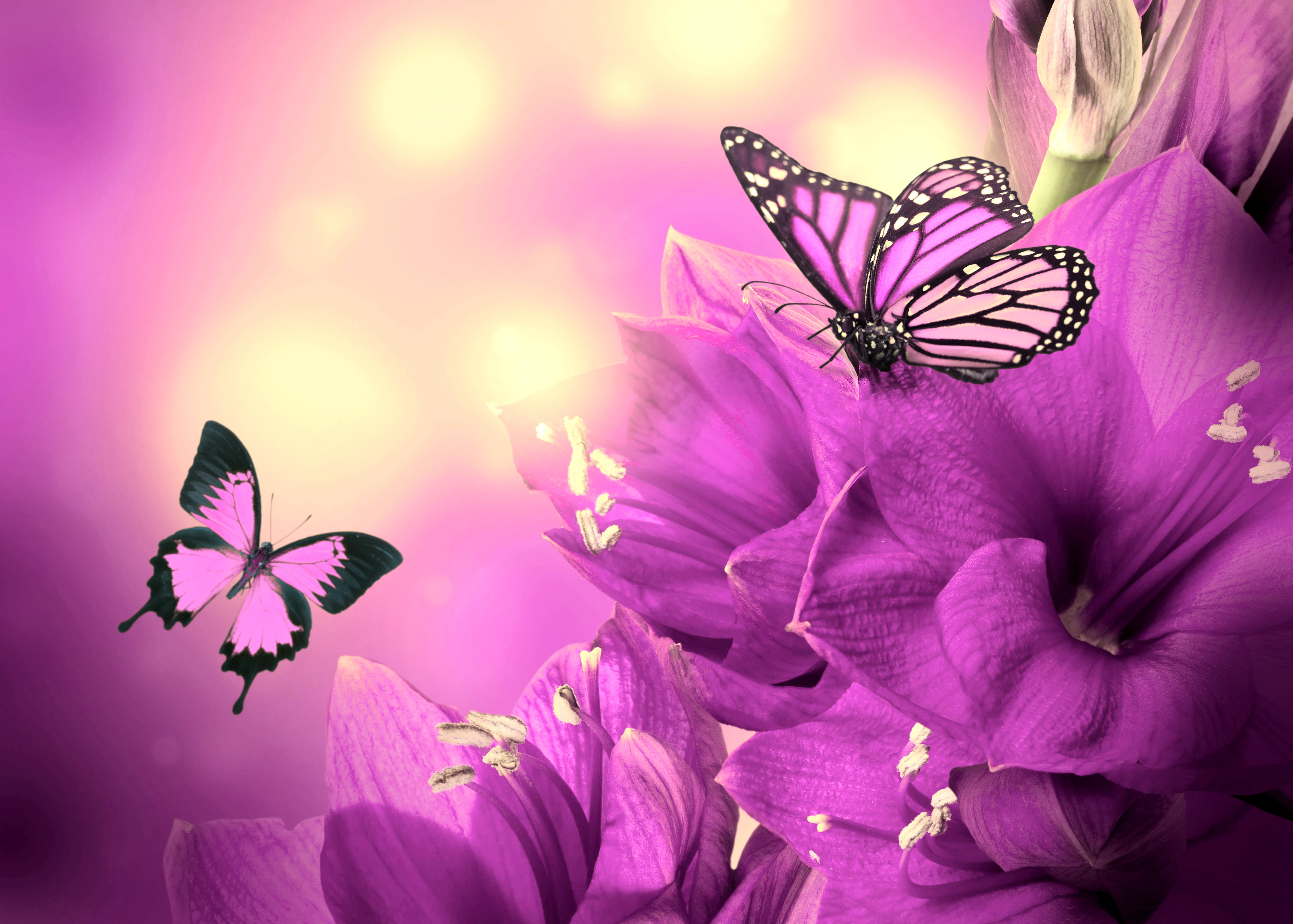 Butterfly Hd Wallpapers 1080p , HD Wallpaper & Backgrounds