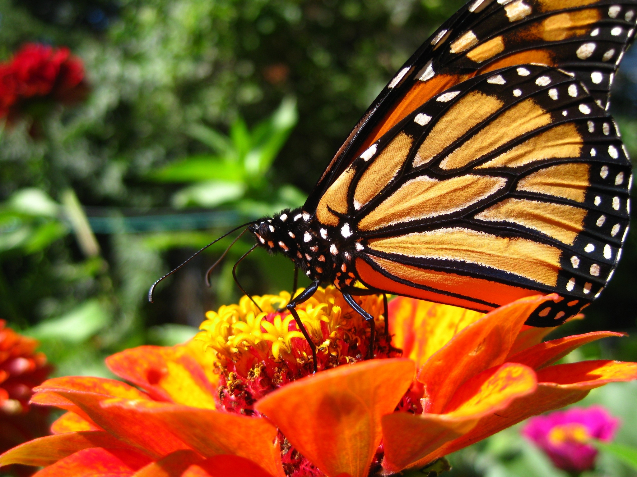 Descarga Gratuita De Fondos De Pantalla De Mariposas - Butterfly On A Flower , HD Wallpaper & Backgrounds