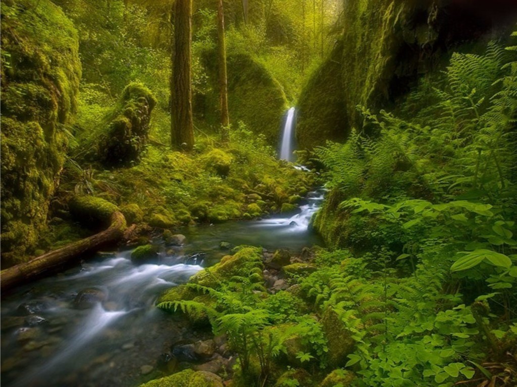 Android Tablet/ipad - Silver Falls State Park , HD Wallpaper & Backgrounds