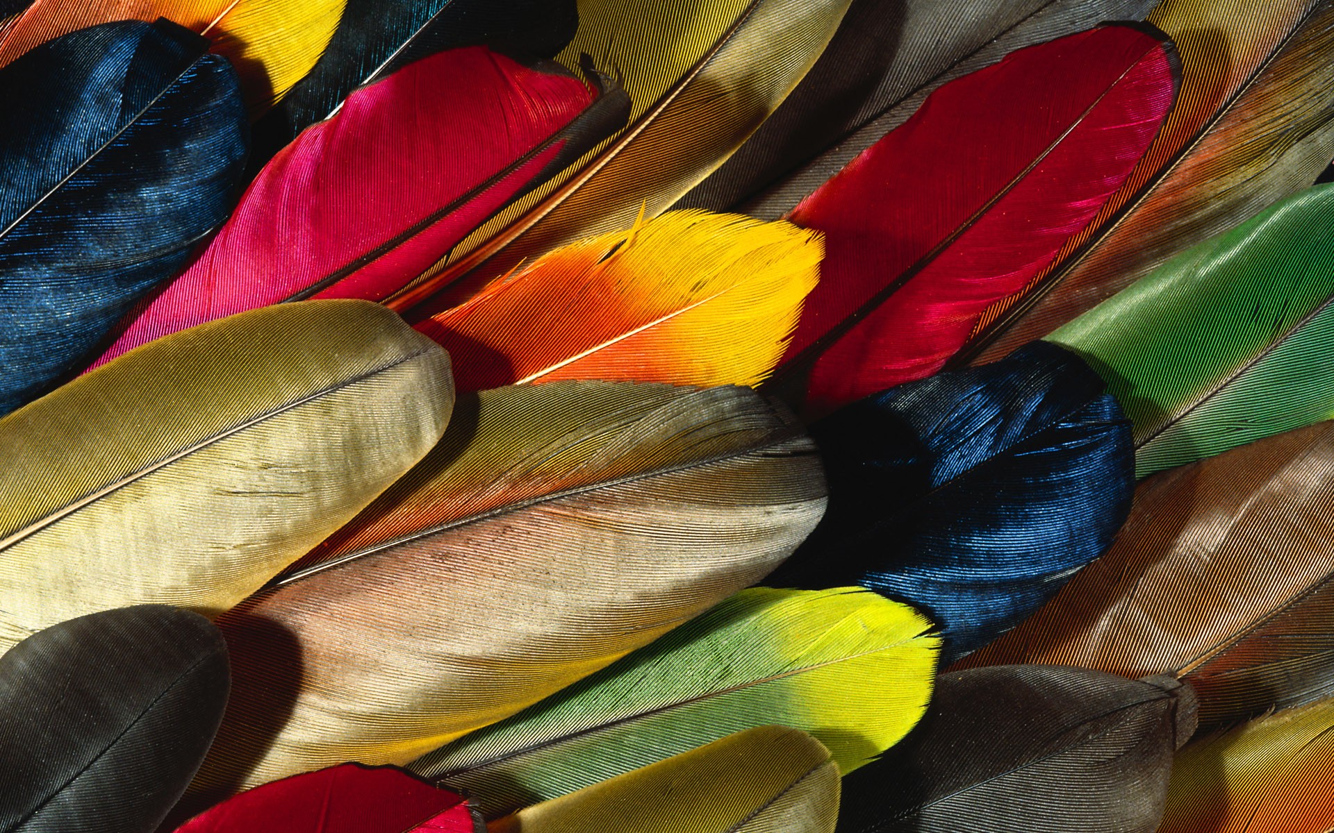 Feather Hd Wallpaper - Colorful Feathers , HD Wallpaper & Backgrounds