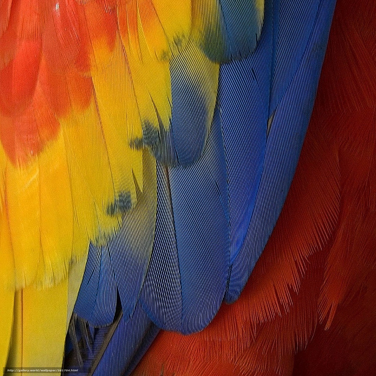 Download Wallpaper Animals, Parrot, Pen Free Desktop - Ipad Mini Wallpaper Feather , HD Wallpaper & Backgrounds