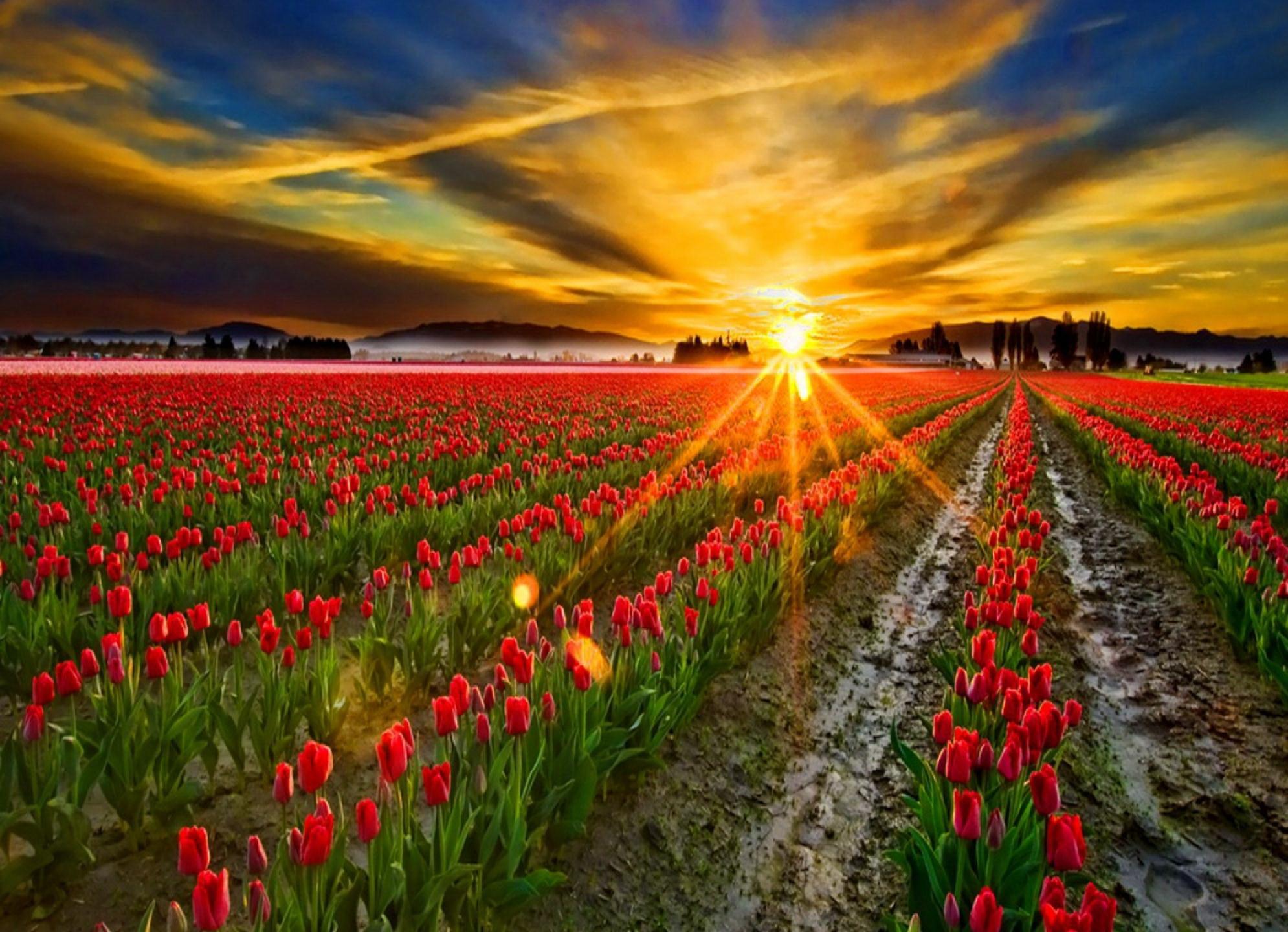 Sun Rays Over The Field - Sunrise Flowers Background , HD Wallpaper & Backgrounds