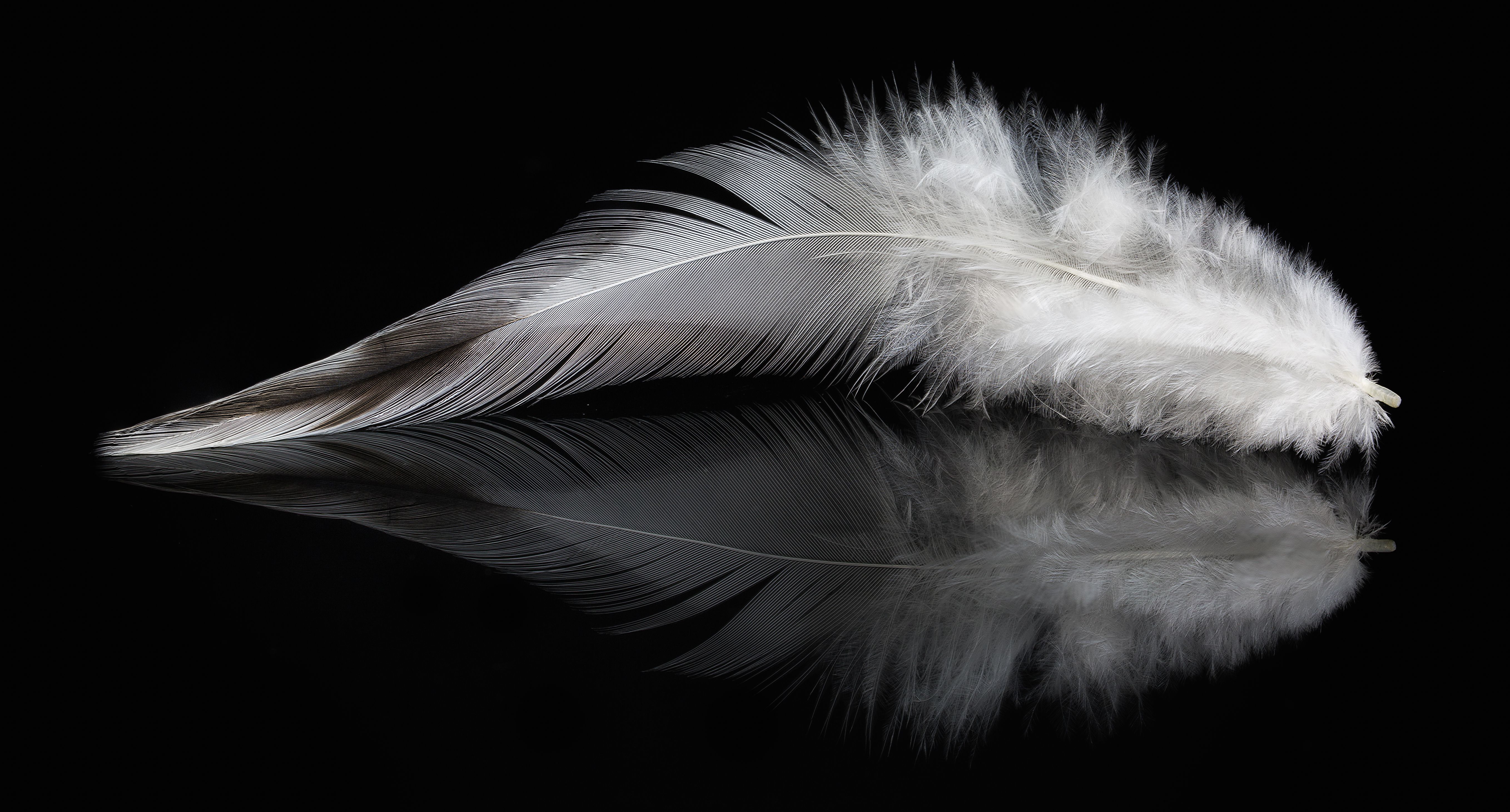 Hd Wallpaper - Black And White Feather 3d , HD Wallpaper & Backgrounds