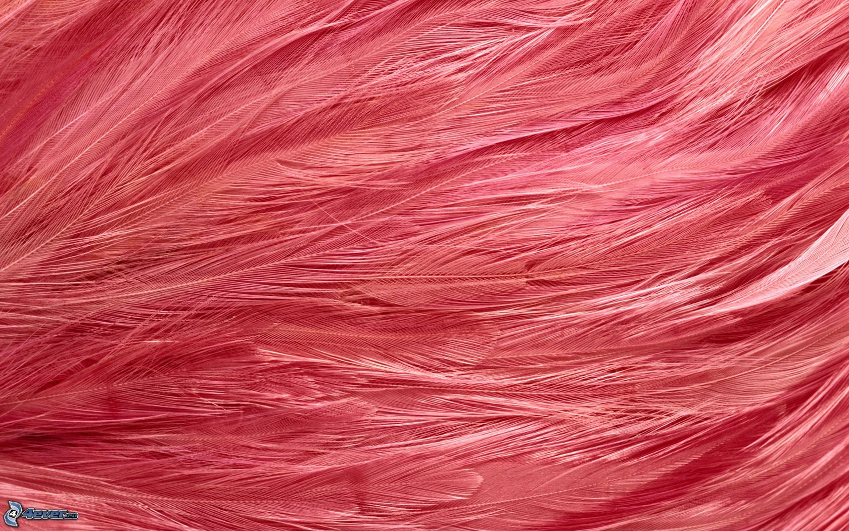 Pink Feather Texture , HD Wallpaper & Backgrounds