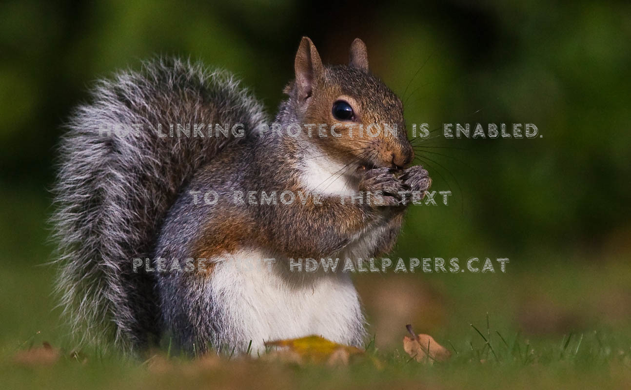 Fox Squirrel , HD Wallpaper & Backgrounds