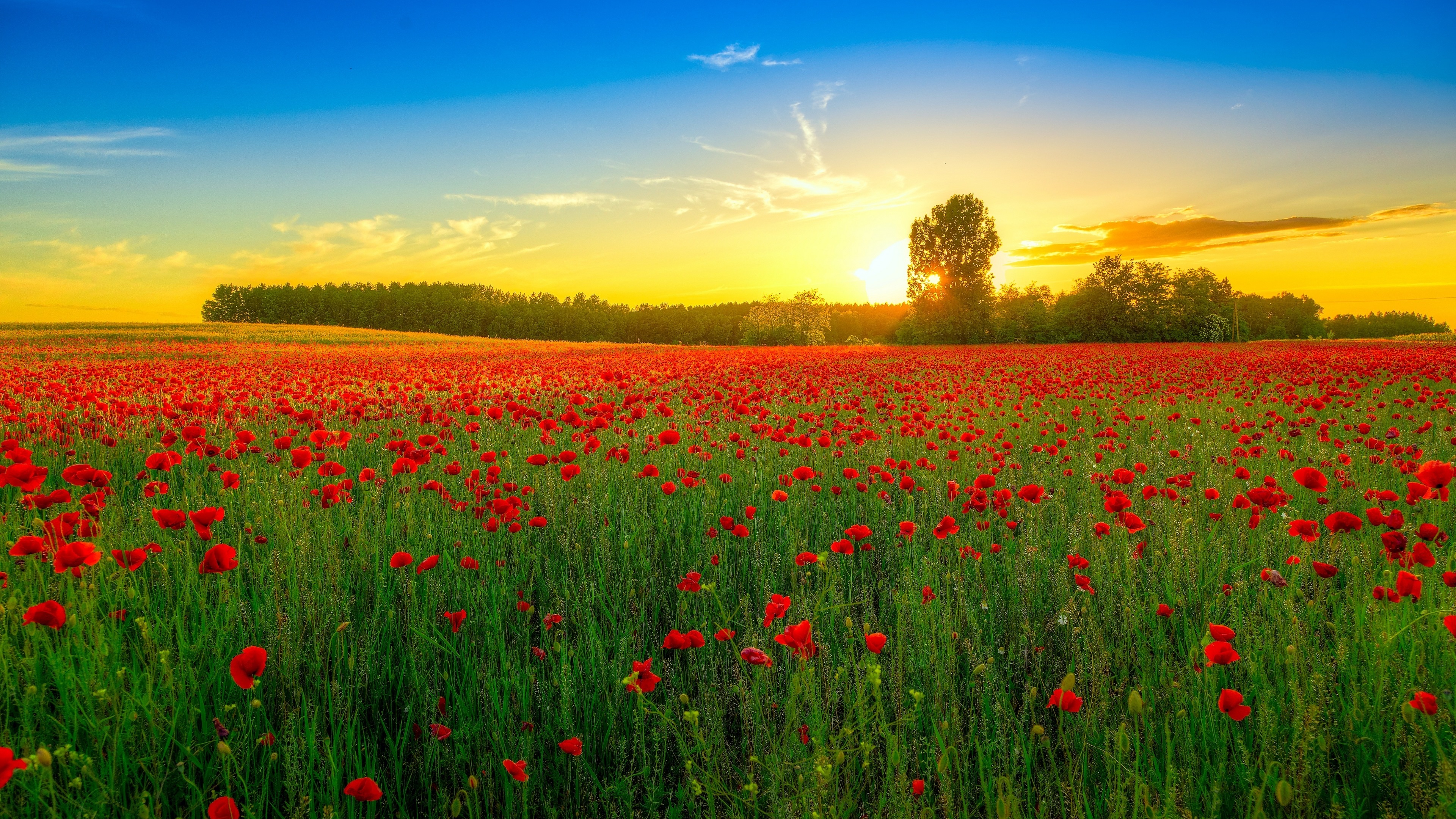 More Wallpapers - Flower Field Wallpaper Hd 1080p , HD Wallpaper & Backgrounds