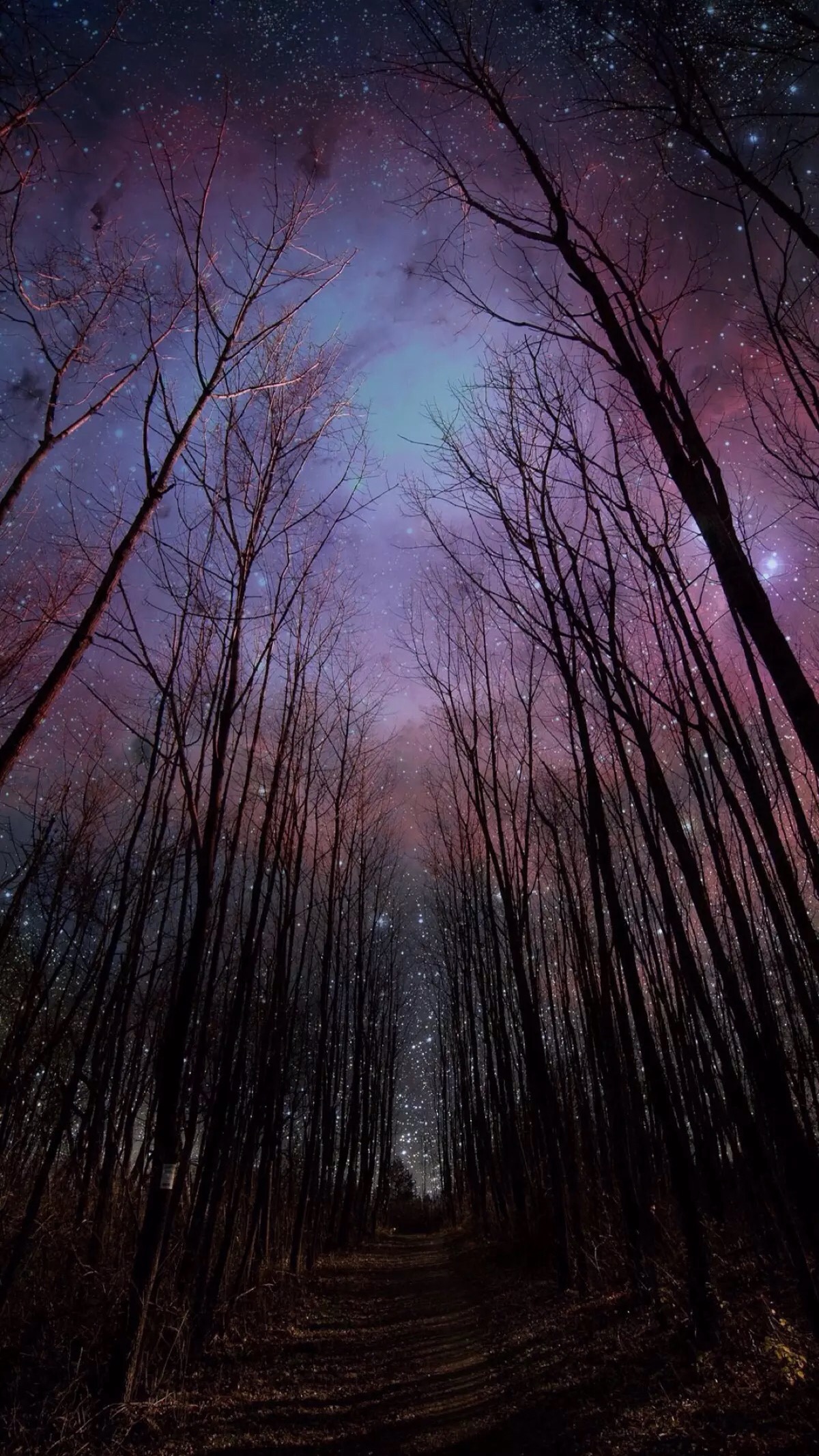 Moreover Apple Will Bring A New System Wallpaper To - Night Sky In Woods , HD Wallpaper & Backgrounds