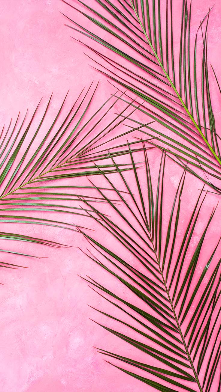 Pink Palm Tree Iphone X Wallpaper - Iphone Wallpaper Pink , HD Wallpaper & Backgrounds