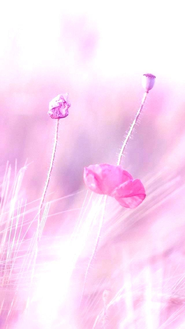 Light Pink Iphone Wallpaper 1600×1200 - Phone Backgrounds Pink Light , HD Wallpaper & Backgrounds