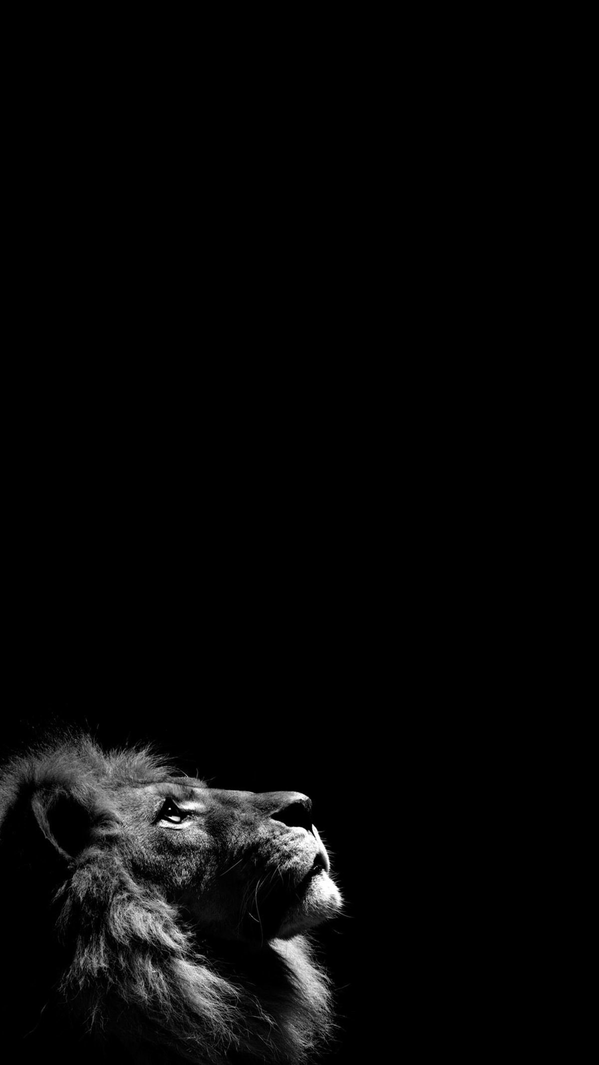 Woman Dog Street Dark Iphone 6 Wallpaper Download - Black Wallpaper 4k For Android , HD Wallpaper & Backgrounds