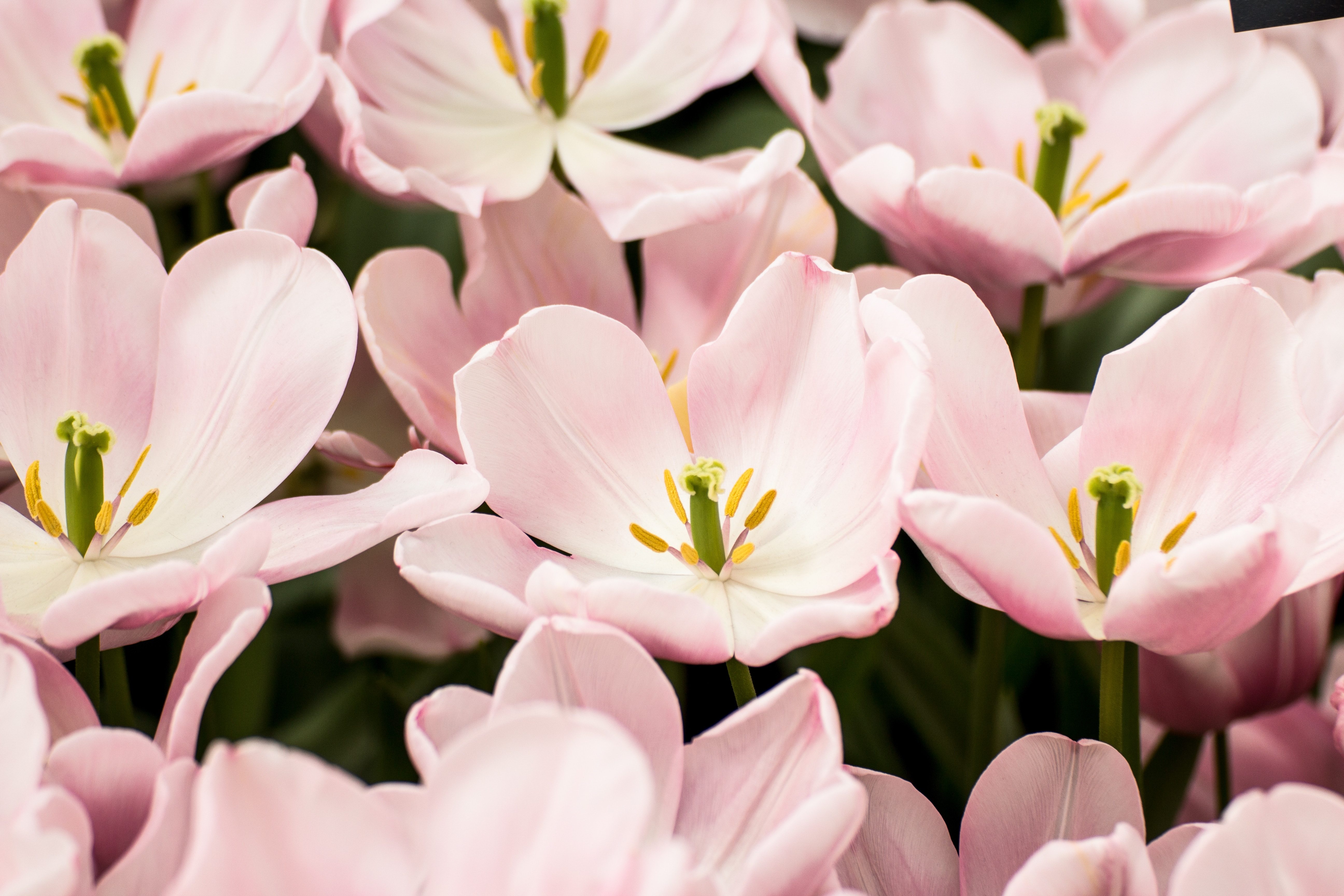 Pretty In Pink Iphone Wallpaper - Light Pink Tulips Fields , HD Wallpaper & Backgrounds