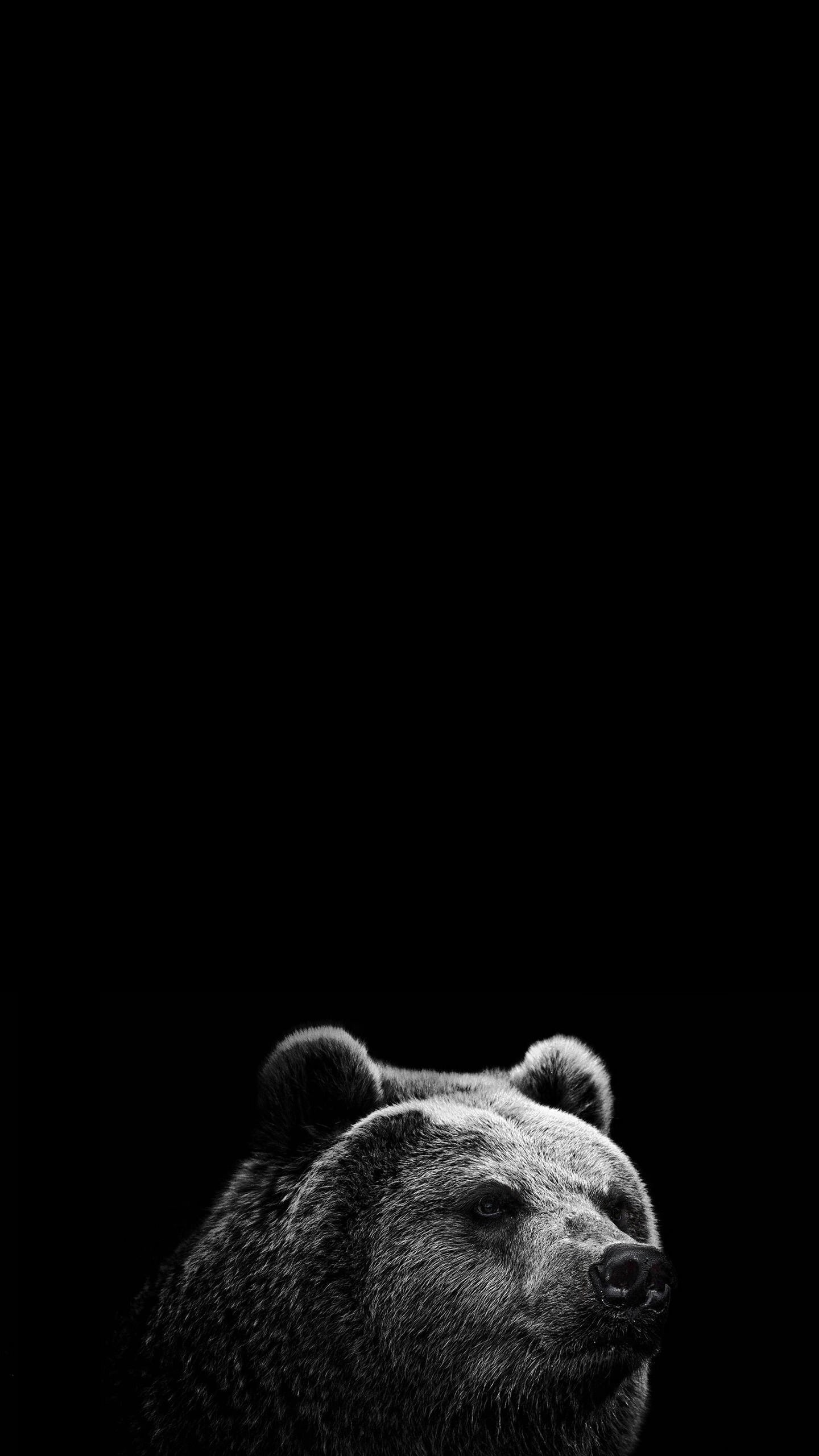 Just The Pure Black From Ios 11's Default Backgrounds - Bear Wallpaper Iphone X , HD Wallpaper & Backgrounds