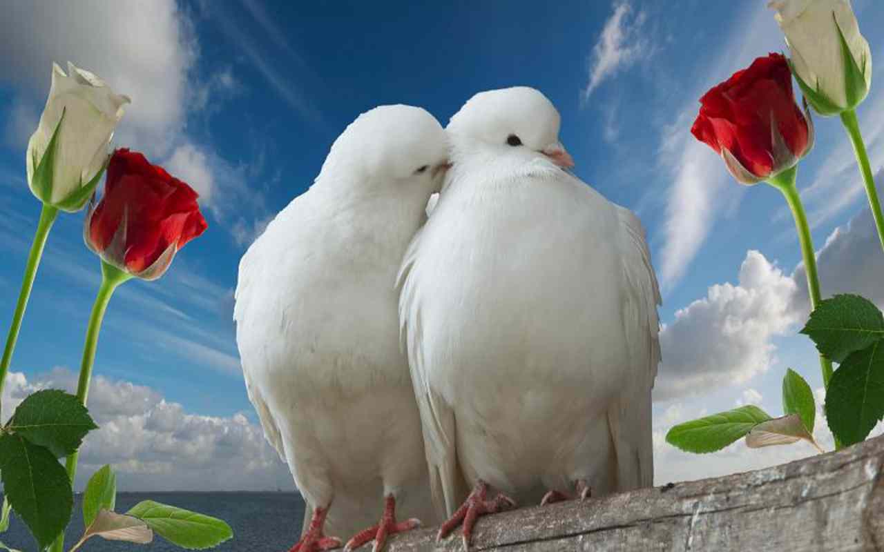 Beautiful Love Wallpaper Free Download 47 Find Hd Wallpapers - Download Images Of Love Birds , HD Wallpaper & Backgrounds