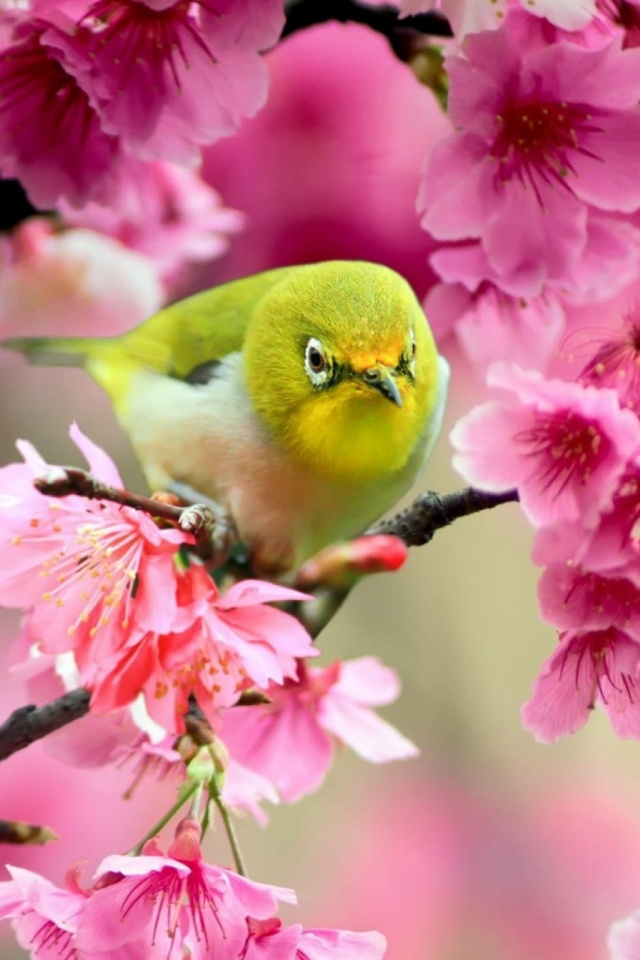 Download Now - Spring Flowers With Birds , HD Wallpaper & Backgrounds