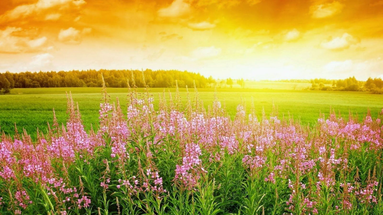 Hd Laptop Free Download, 21 May - Spring Background , HD Wallpaper & Backgrounds