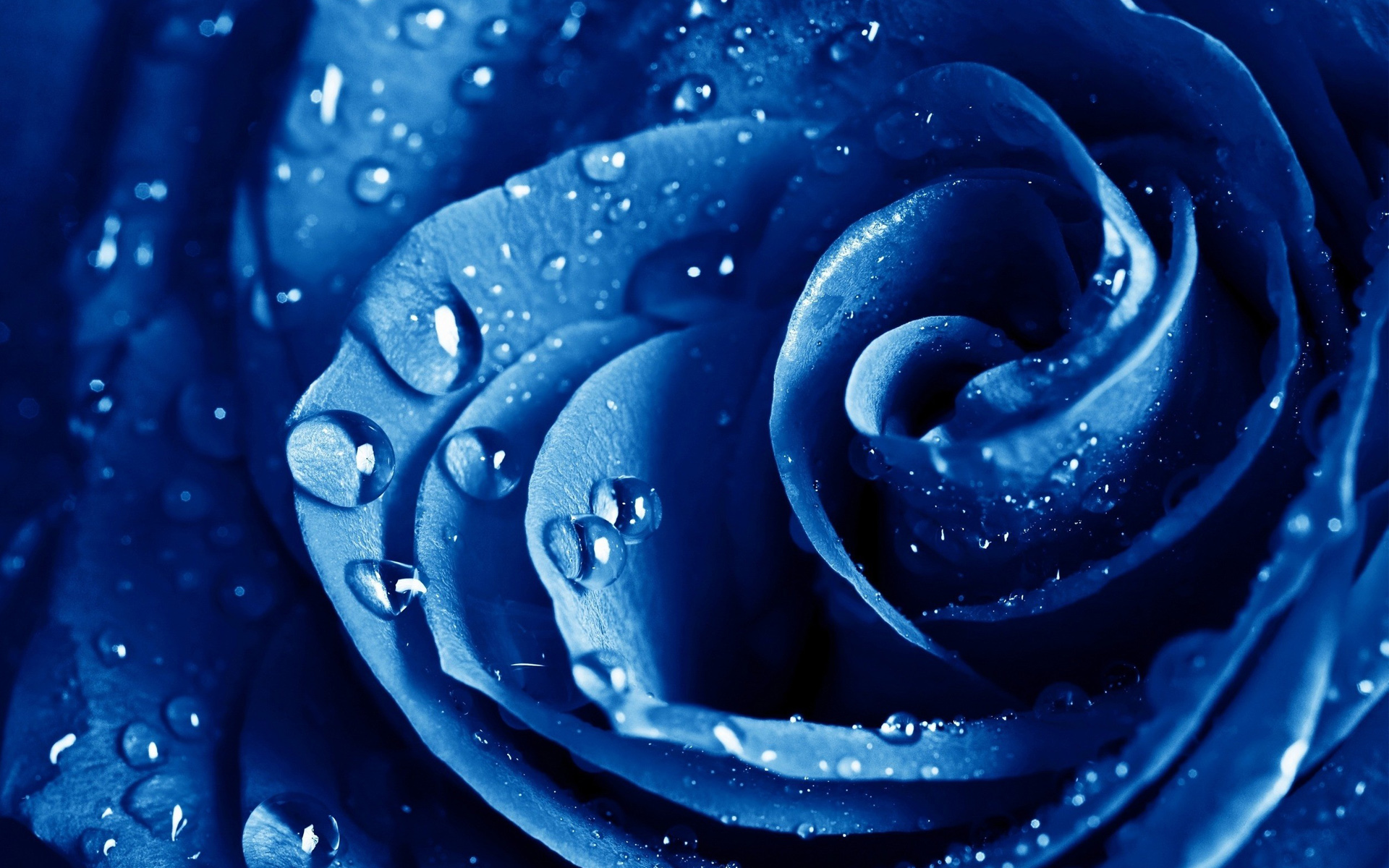 Amazing Hd Blue Wallpaper - Blue Rose Wallpaper Hd , HD Wallpaper & Backgrounds