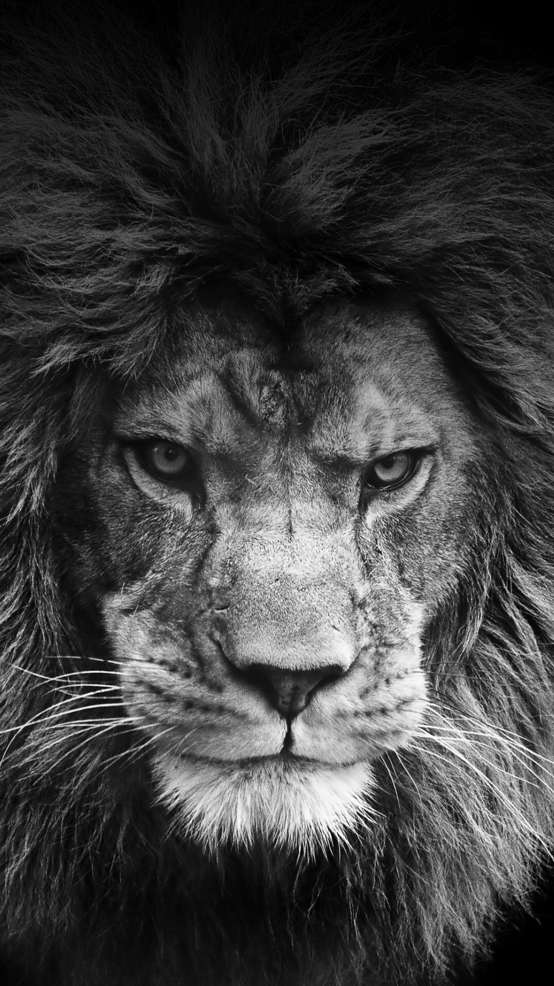 Legendary Lion - Fierce Lion , HD Wallpaper & Backgrounds