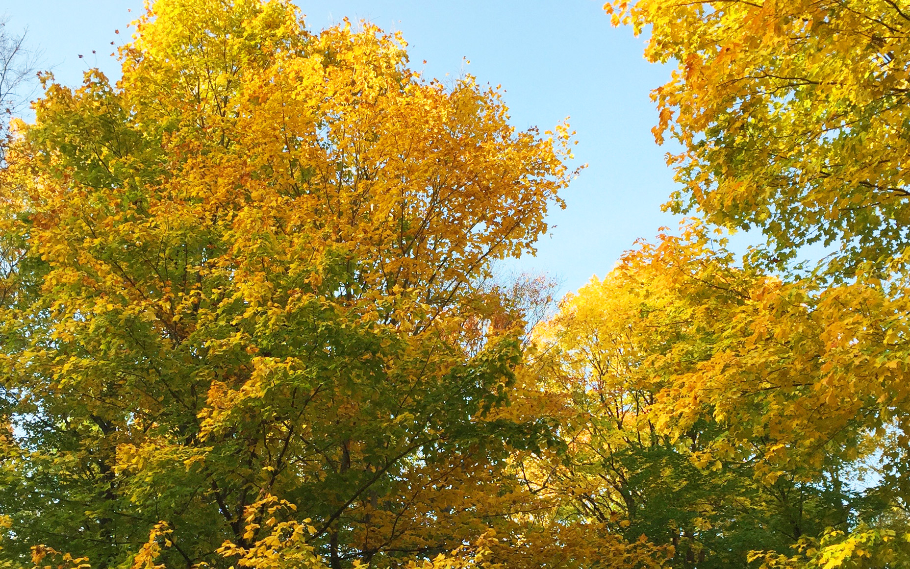 Aside From That, I'm Busy Reading Again - Maidenhair Tree , HD Wallpaper & Backgrounds