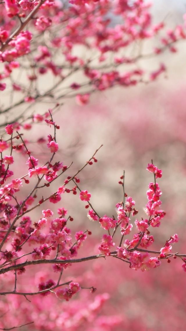 Spring Wallpapers Iphone 6 , HD Wallpaper & Backgrounds