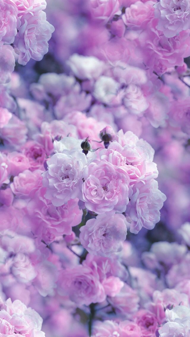 Light Purple Flowers, Iphone Wallpaper - Purple Flowers Wallpaper Iphone X , HD Wallpaper & Backgrounds