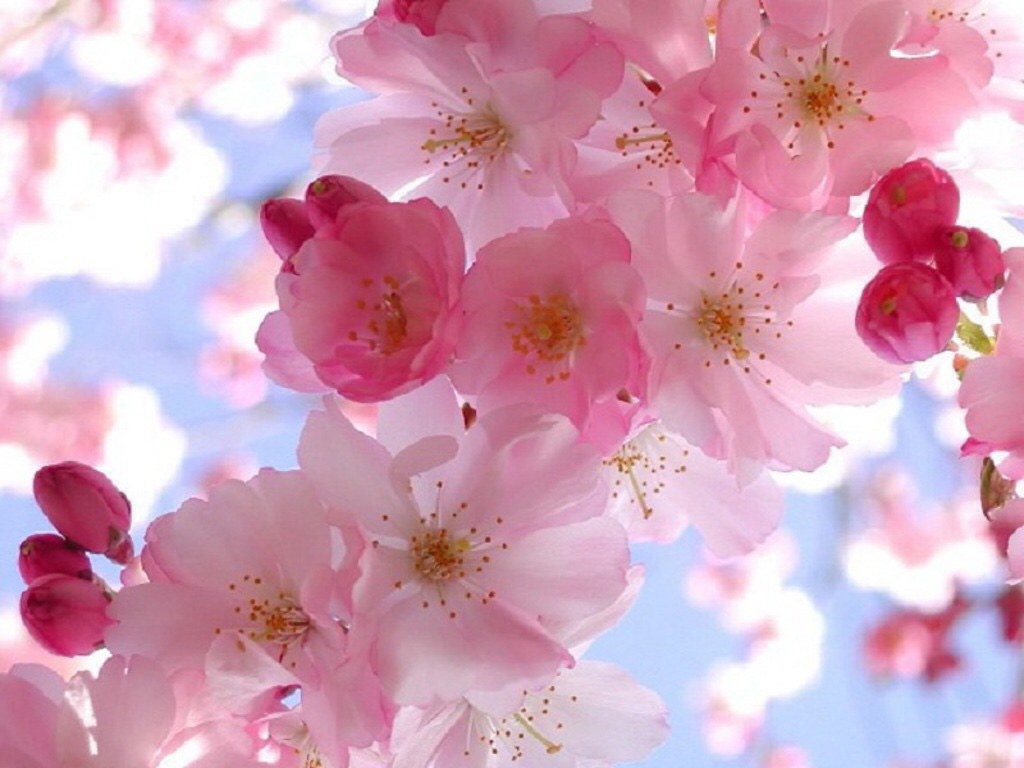 Image From Http - Spring Pc Screen Saver , HD Wallpaper & Backgrounds