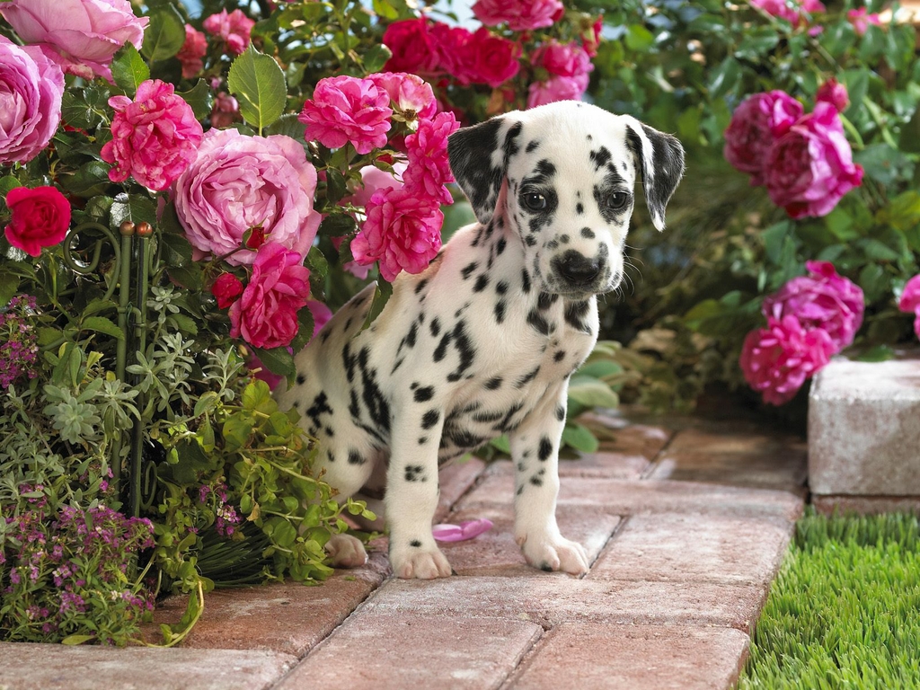 Spring Puppies , HD Wallpaper & Backgrounds
