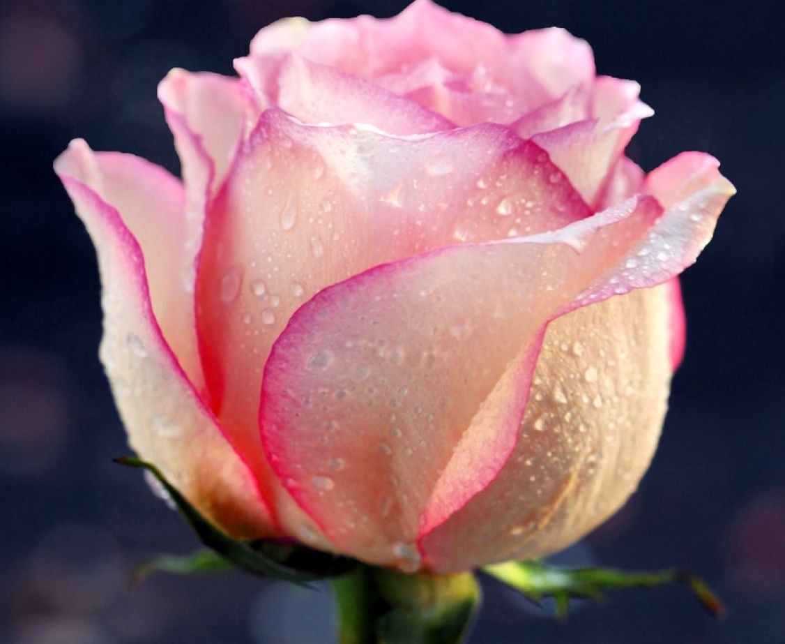Flowers Bud Pink Rose Flower Wallpaper Hd Full Screen - Goeie More My Liefling , HD Wallpaper & Backgrounds