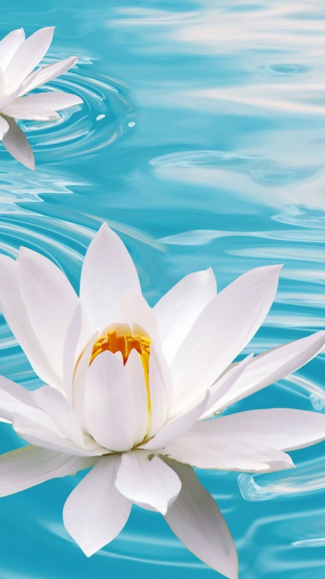 Flower Floating On Water , HD Wallpaper & Backgrounds
