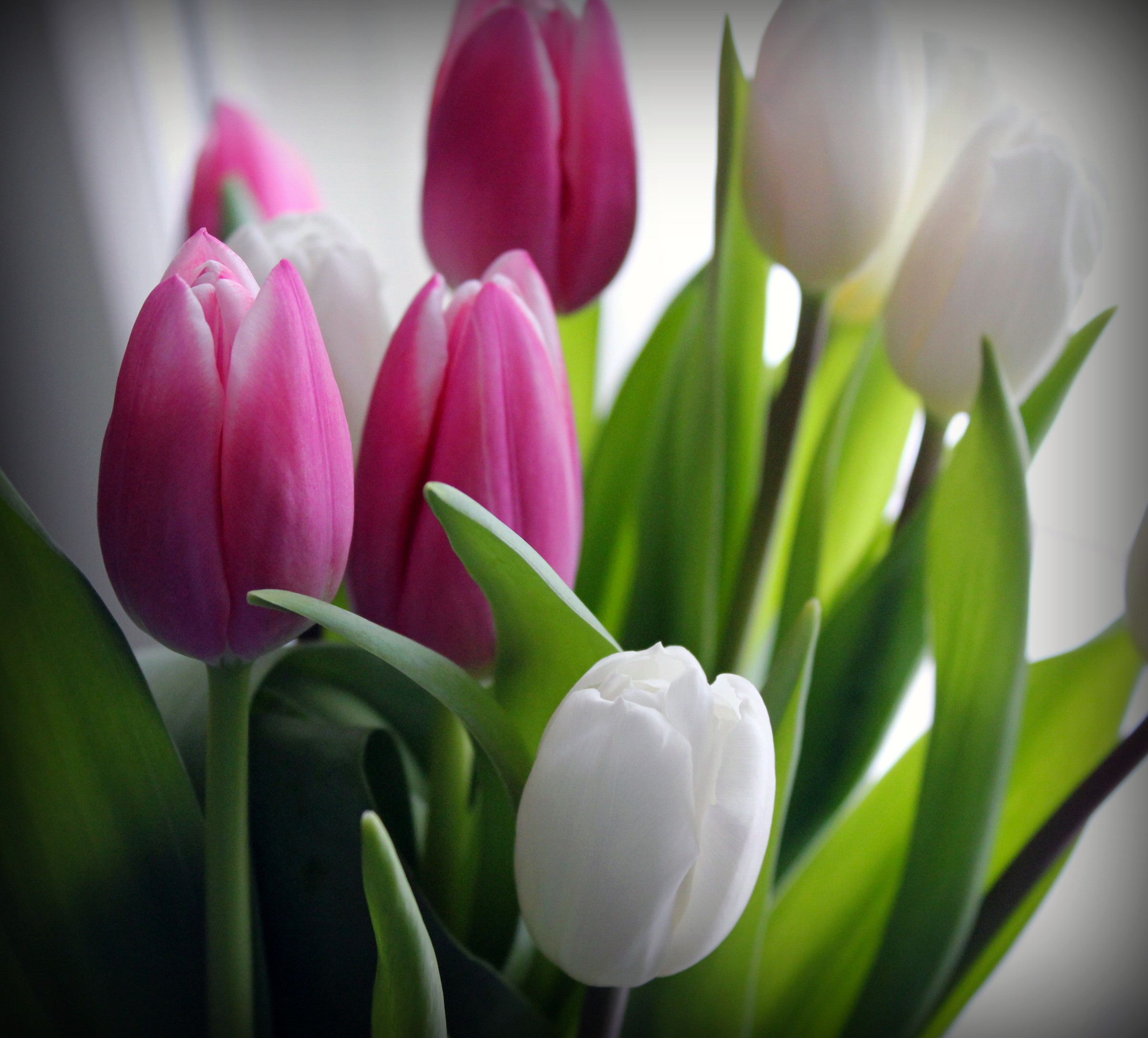 Soft Gardener Nature Flowers Pink Tulips Mood Spring - Full Hd Flower Tulips , HD Wallpaper & Backgrounds