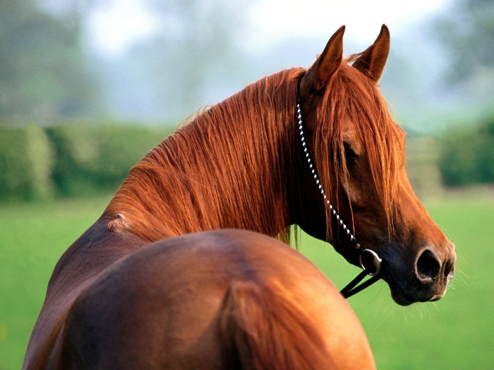 Wallpapers De Caballos - Beautiful Horse , HD Wallpaper & Backgrounds