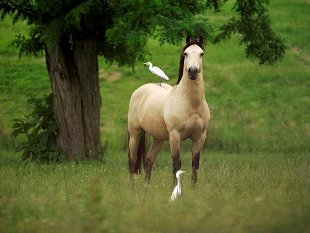 Bird On A Horse , HD Wallpaper & Backgrounds