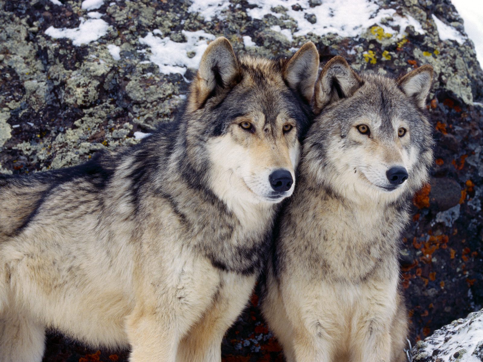 Pareja De Lobos - Wyoming Wolf , HD Wallpaper & Backgrounds
