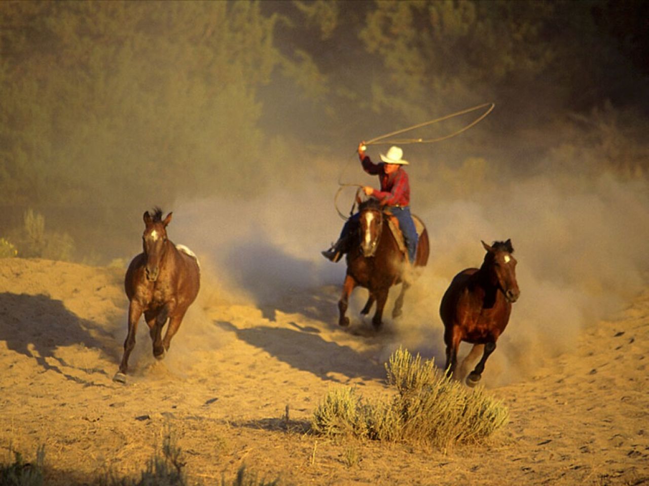 Wallpapers De Caballos - Cowboys Rounding Up Horses , HD Wallpaper & Backgrounds