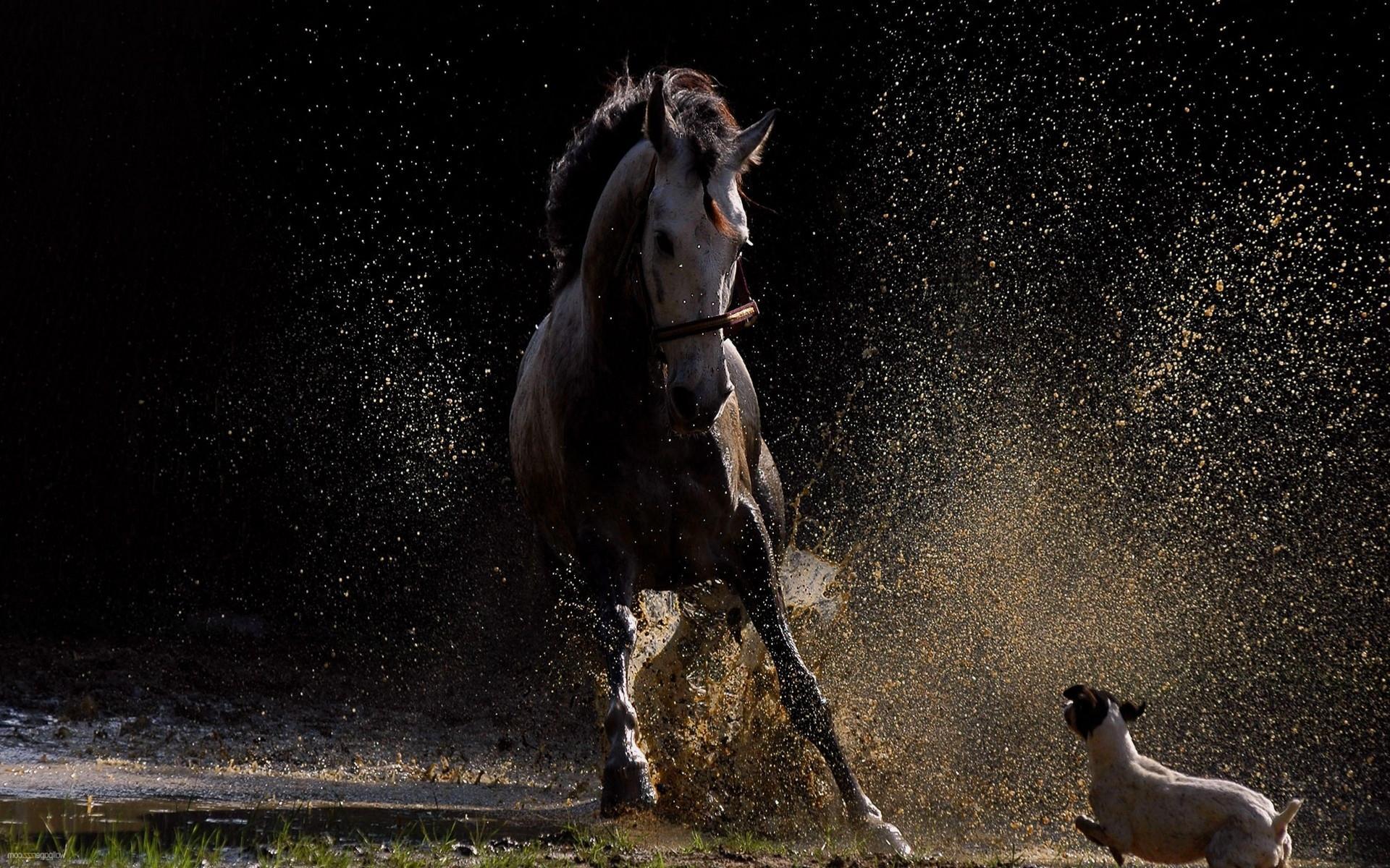 Horse Vs Dog - Dog And Horse Hd , HD Wallpaper & Backgrounds
