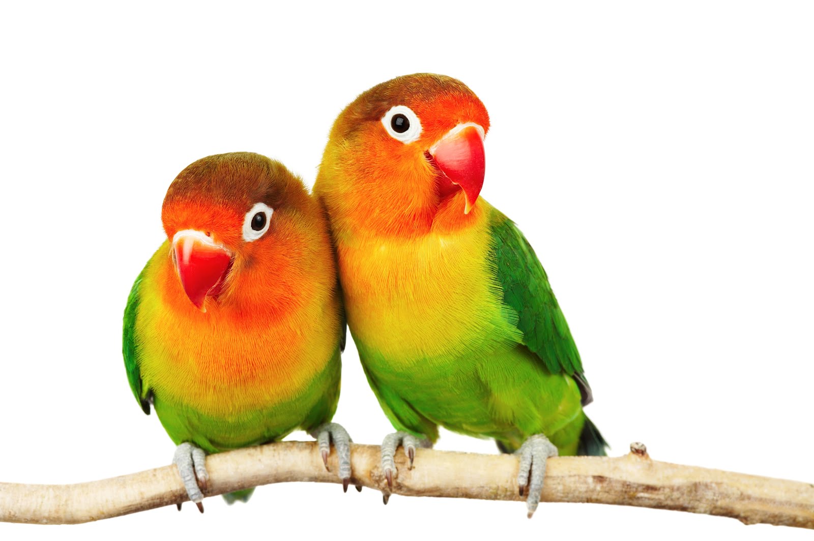 Pareja De Aves Enamoradas - Two Parrots , HD Wallpaper & Backgrounds