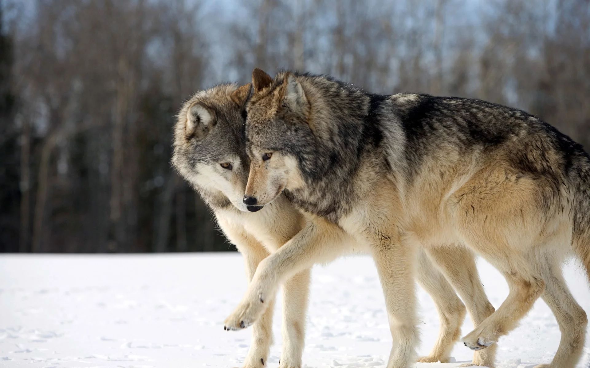 Pareja De Lobos Gris - Two Wolves In Snow , HD Wallpaper & Backgrounds