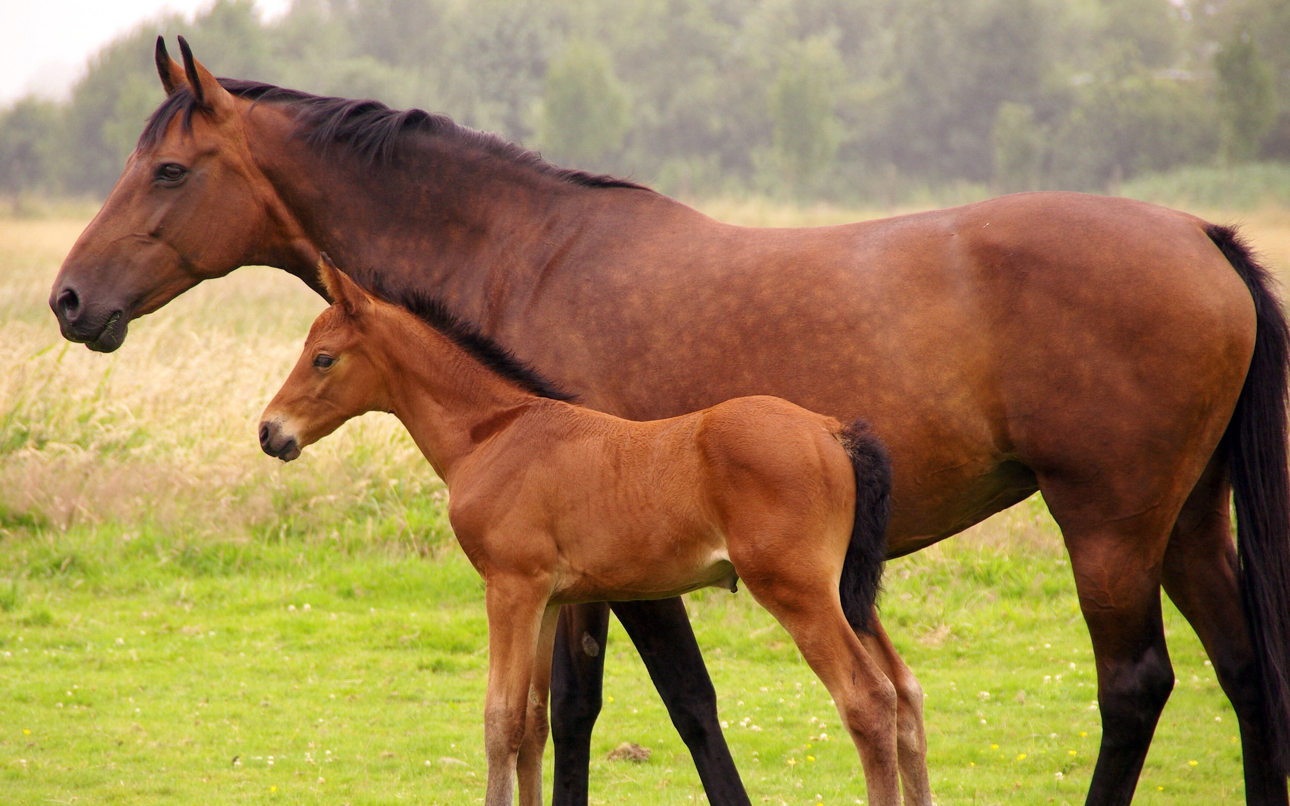 Fotografías E Imágenes De Caballos - Horse And Their Young Ones , HD Wallpaper & Backgrounds