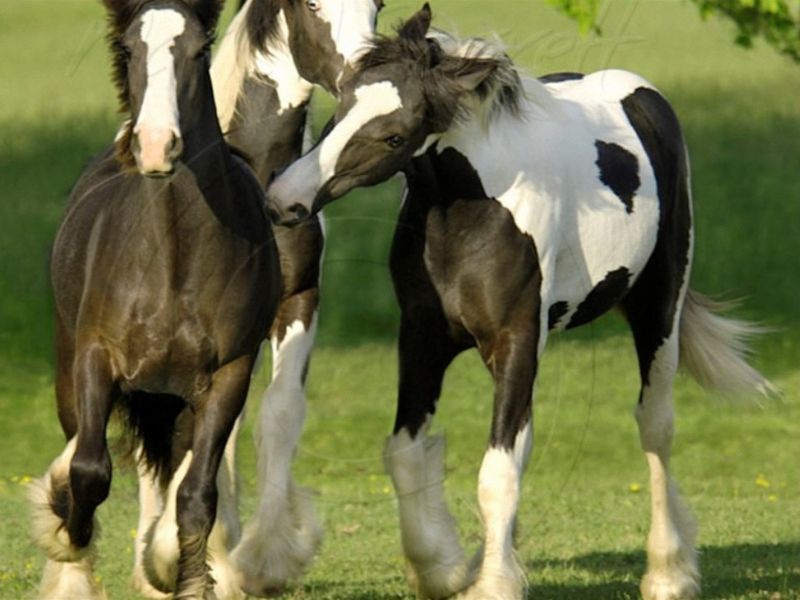 Fondos De Pantalla / Caballos / Caballos Pintos - Fondos De Pantalla Caballos Pintos , HD Wallpaper & Backgrounds