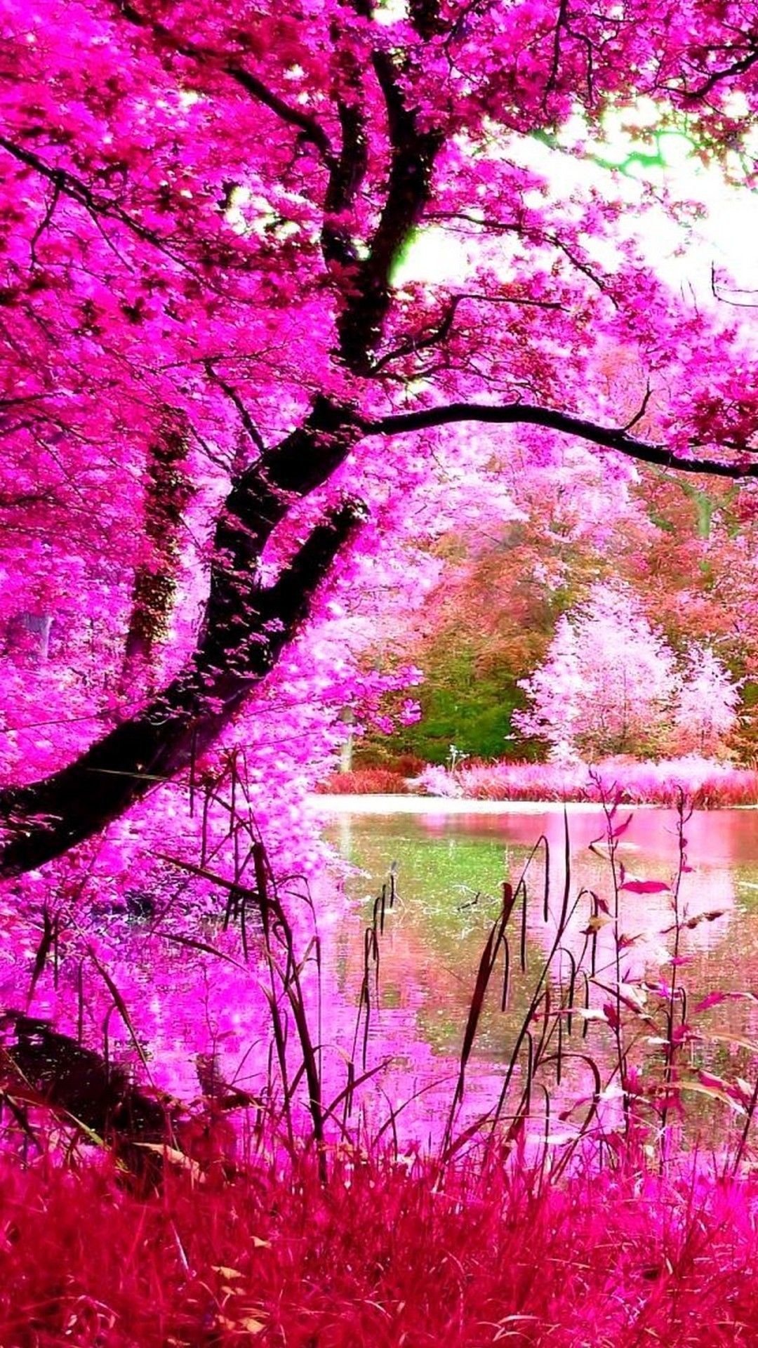 Beautiful Pink Nature Iphone Wallpaper - Pink Nature Wallpaper Hd , HD Wallpaper & Backgrounds