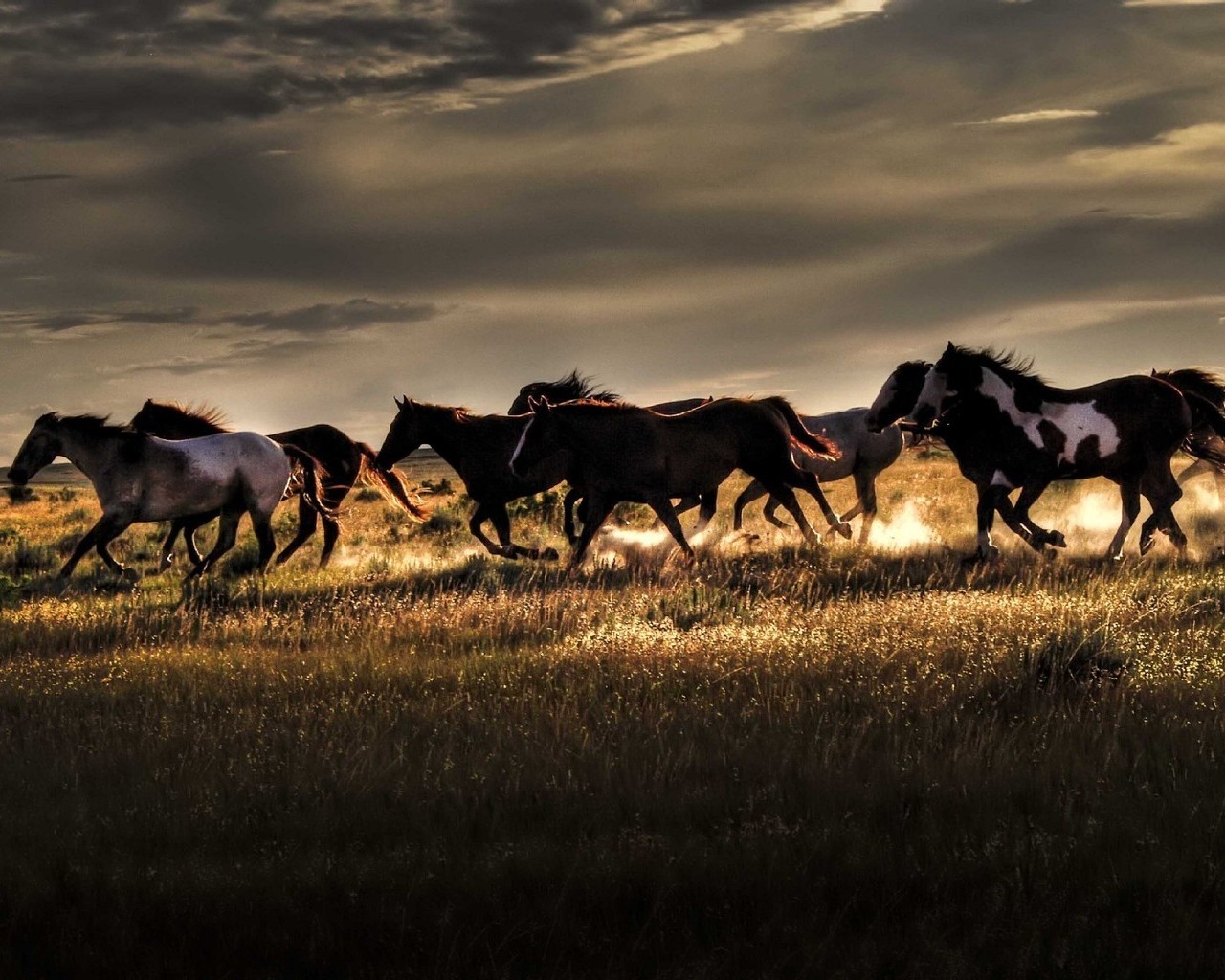 Wild Horses Background , HD Wallpaper & Backgrounds