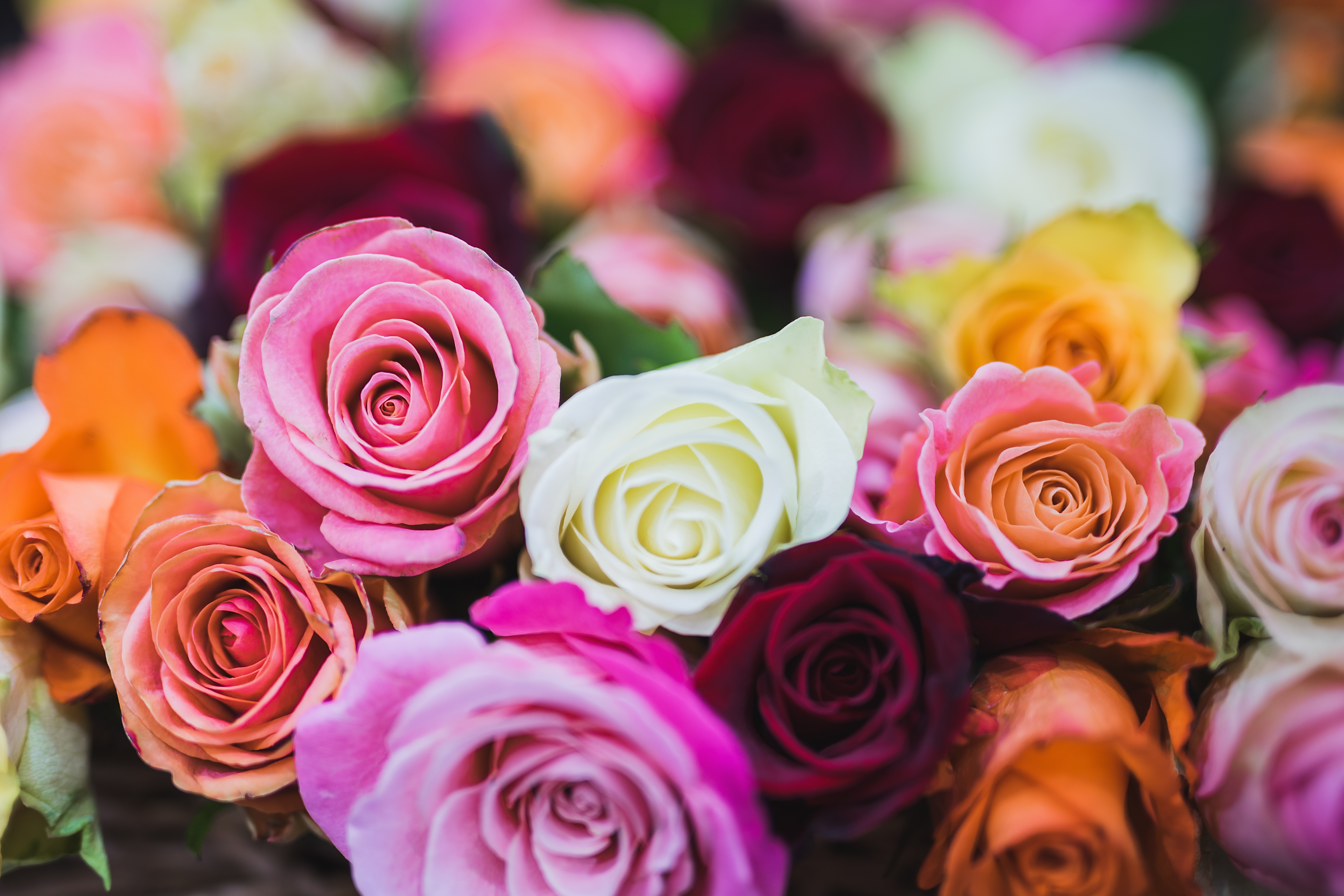 Rose Flowers , HD Wallpaper & Backgrounds