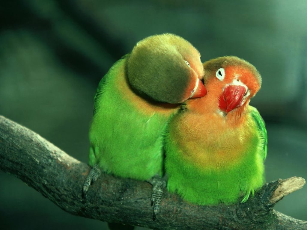 Wallpaper Romántico De Pájaros - Parrots In Love , HD Wallpaper & Backgrounds