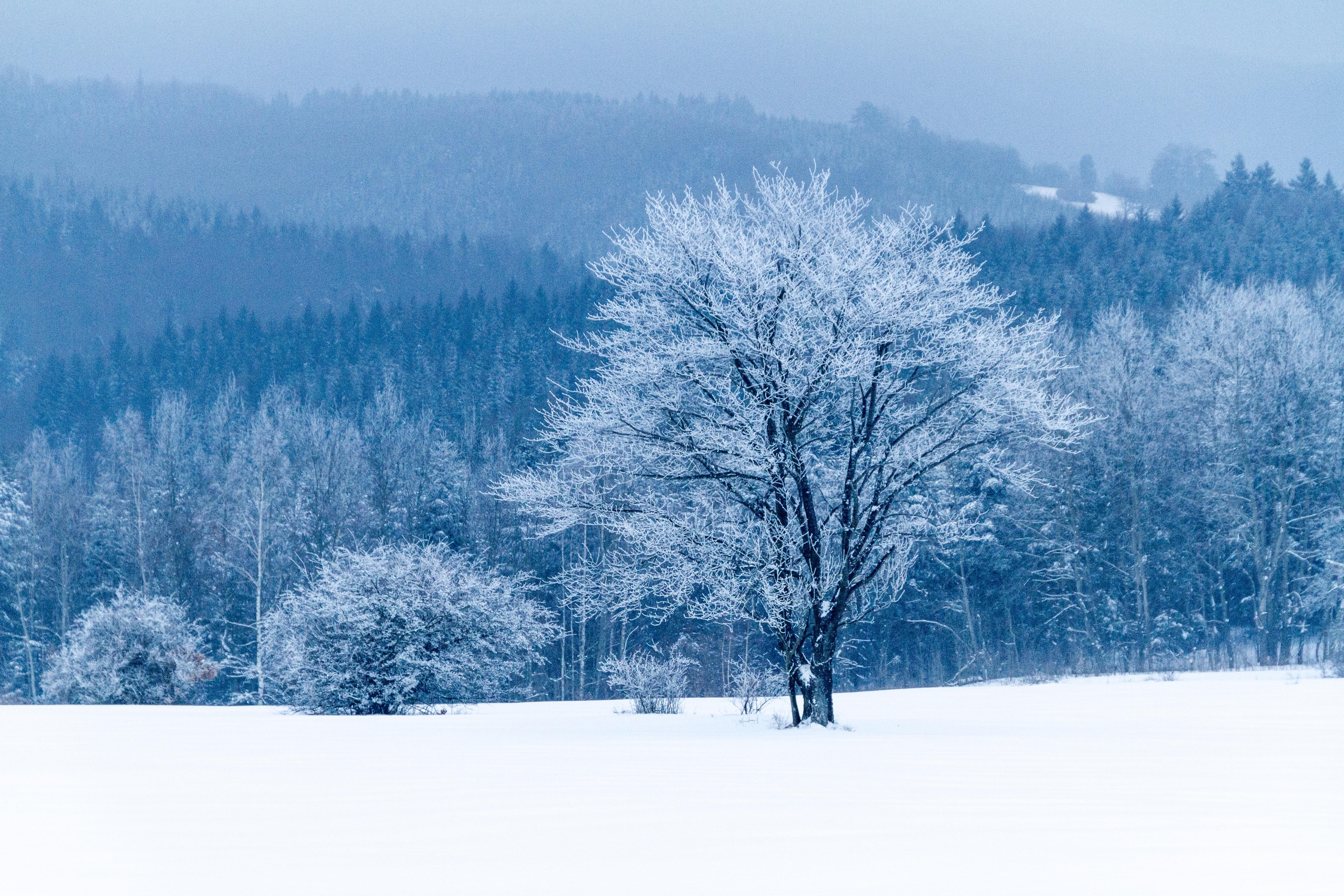 Árbol, Nieve, Invierno, Bosque - Winter Forest Wallpaper Iphone , HD Wallpaper & Backgrounds