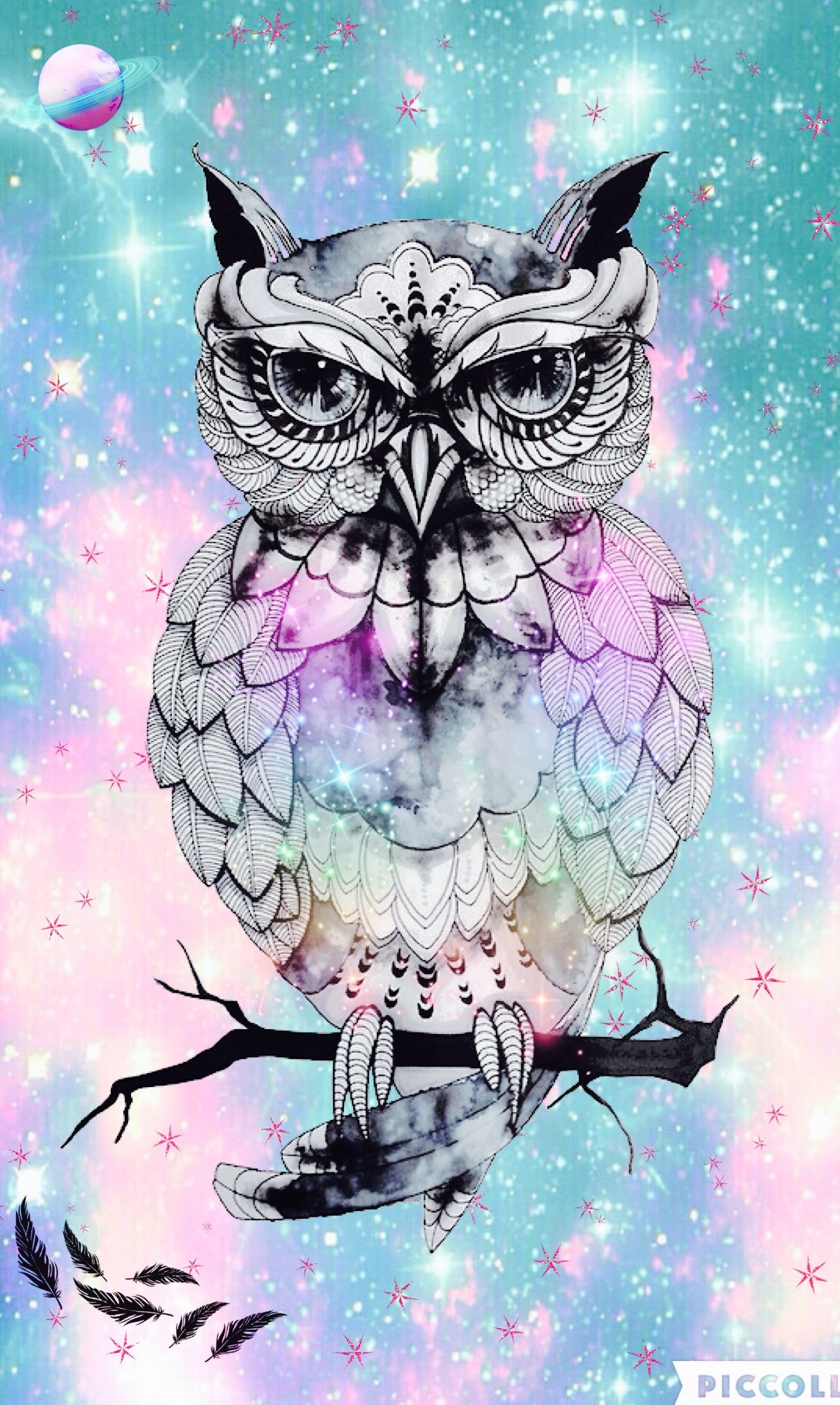 Owl Png , HD Wallpaper & Backgrounds