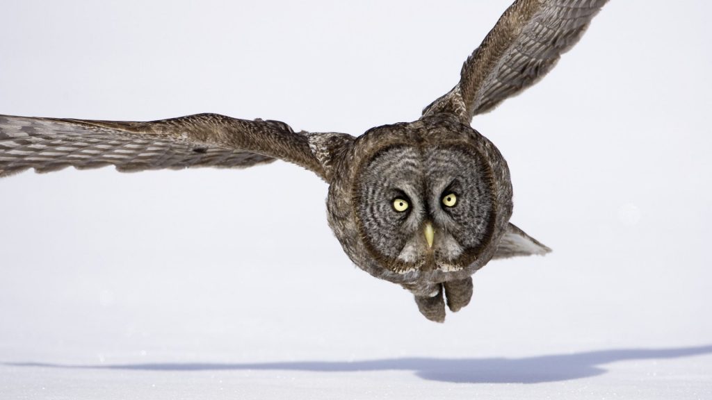 Tiere, Eulen, Fliegen, Winter - Great Grey Owl Hd , HD Wallpaper & Backgrounds