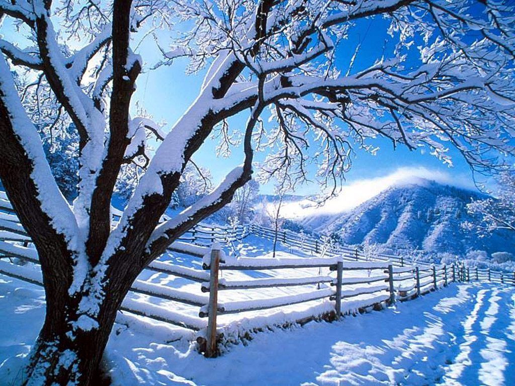 Winter - Snow Winter Tree , HD Wallpaper & Backgrounds