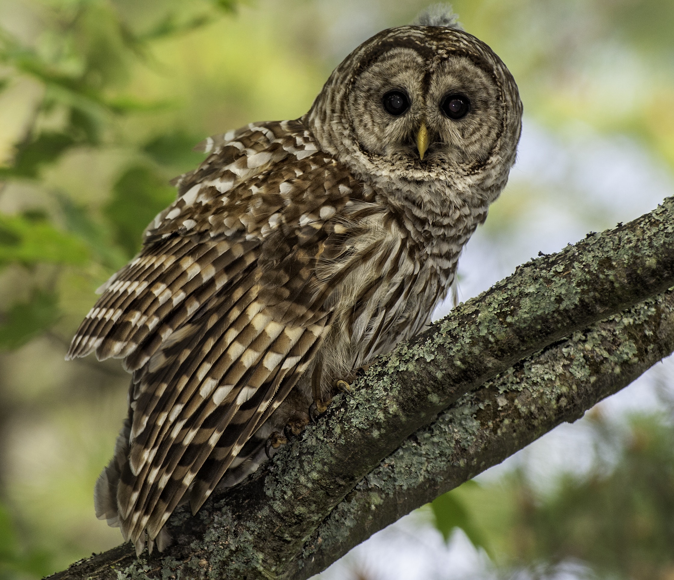 Eulen - Brown Owl , HD Wallpaper & Backgrounds