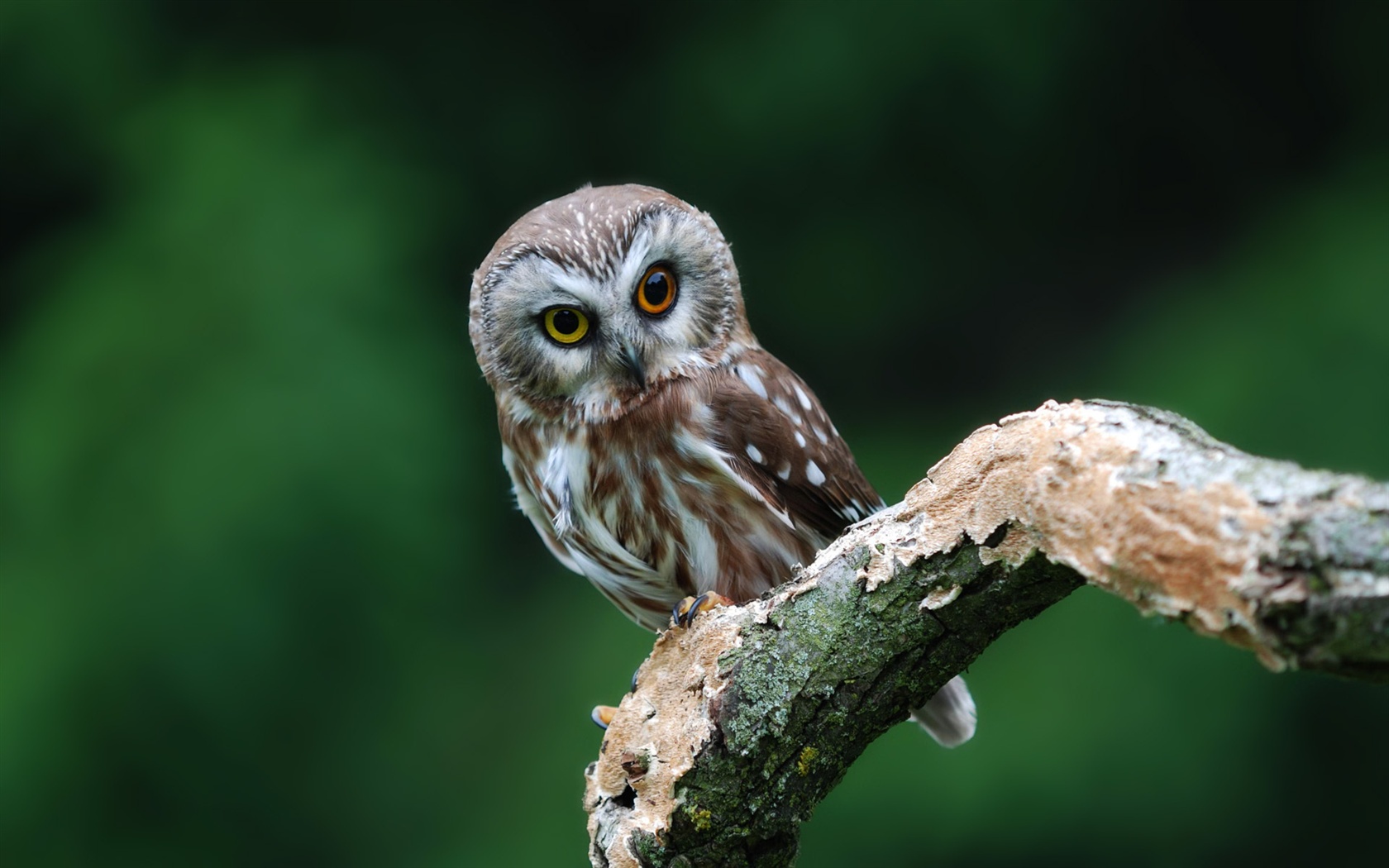 Eule Hintergrundbilder - Fond D Écran Hibou , HD Wallpaper & Backgrounds