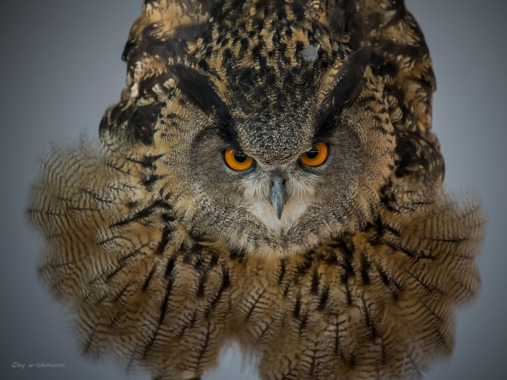Europäischer Uhu Tags - Screech Owl , HD Wallpaper & Backgrounds