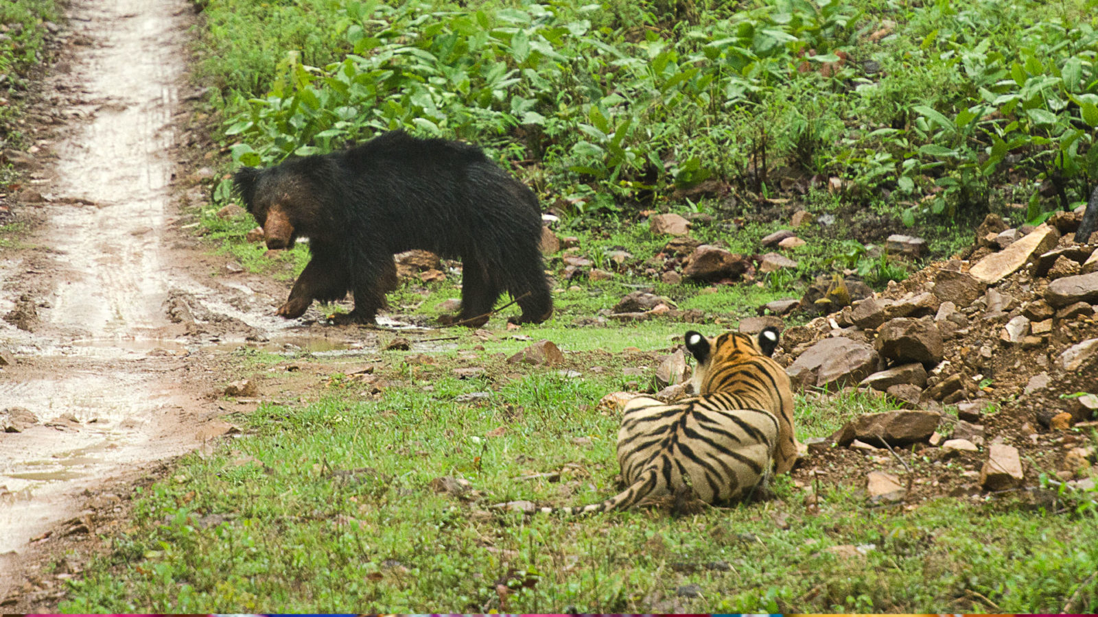 The Jungle Book Safari - Jungle Of India , HD Wallpaper & Backgrounds